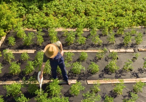 A Comprehensive Look at Permaculture: Sustainable Farming Practices in Western Sydney